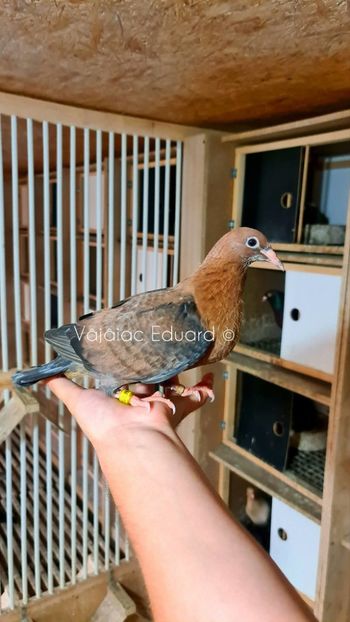  - Nu îmi aparțin 10