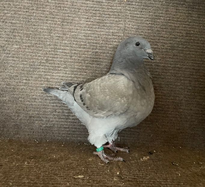 RO 25 - 8328 - Pui 2025