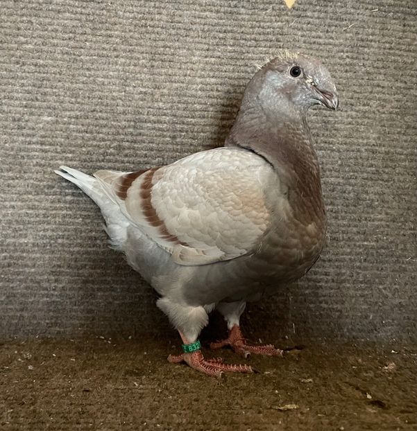 RO 25 - 8327 - Pui 2025