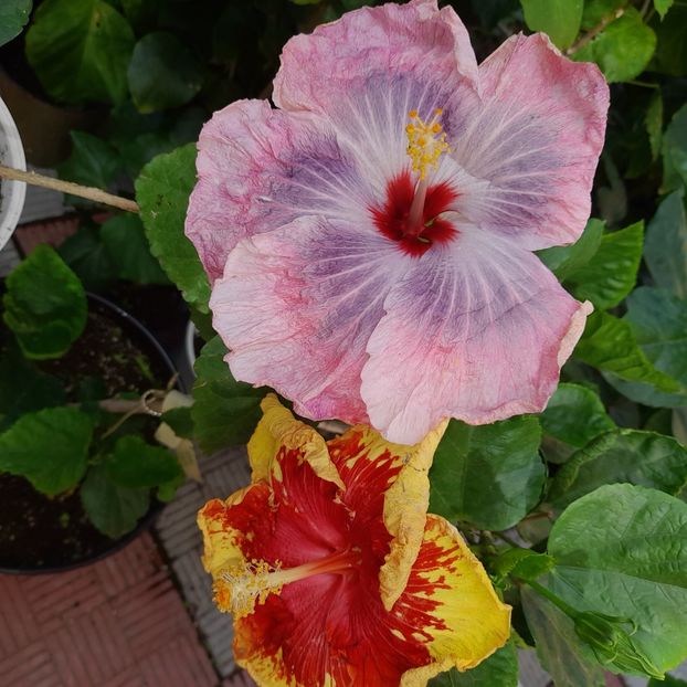 20.09.2025 - HIBISCUSI 2025-5