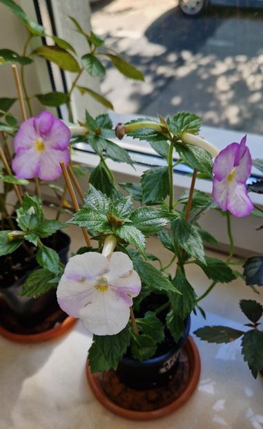  - Humberto Vittorino xA p