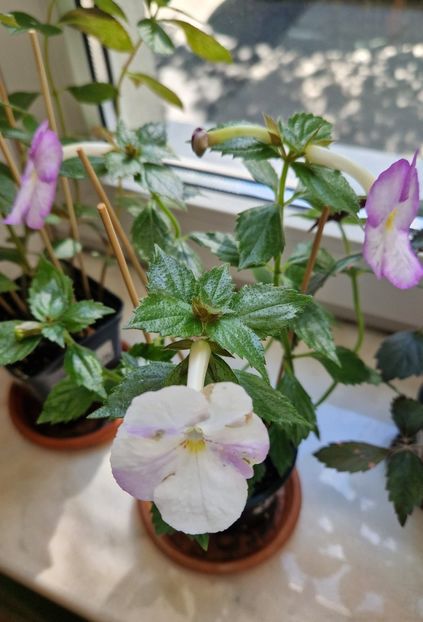  - Humberto Vittorino xA p