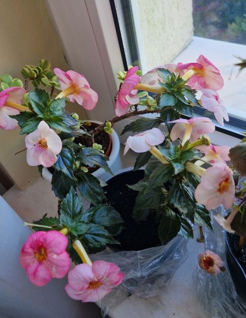  - Christmas Lollipop p