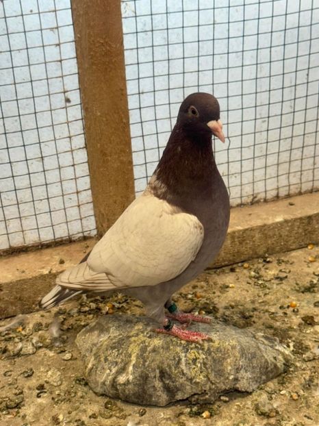  - Nu îmi aparțin 10