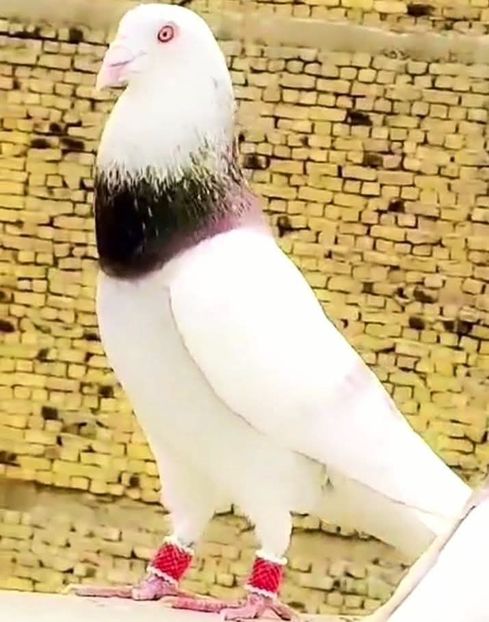  - Nu îmi aparțin 10