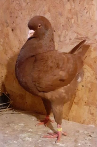 Screenshot_20250918-112806_WhatsApp - Vanduti king