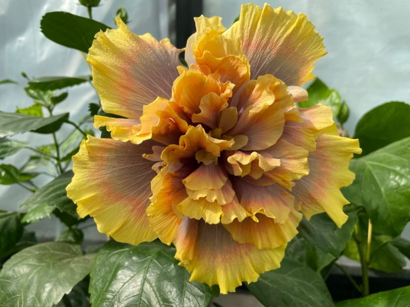  - Wind Rosa Feng Xiajunr