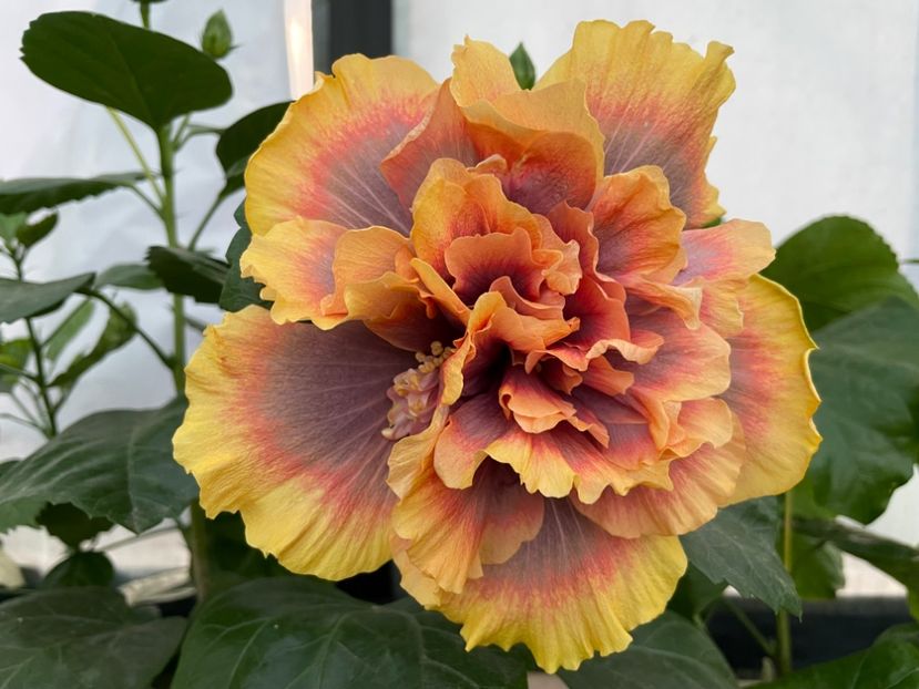  - 0006 - Hibiscusi 2025 - 3