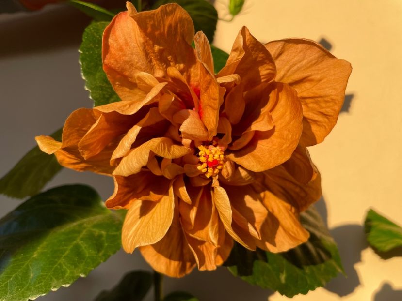  - 0006 - Hibiscusi 2025 - 3