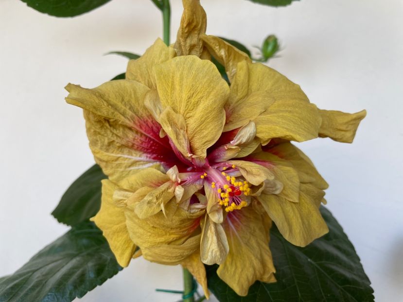  - 0006 - Hibiscusi 2025 - 3