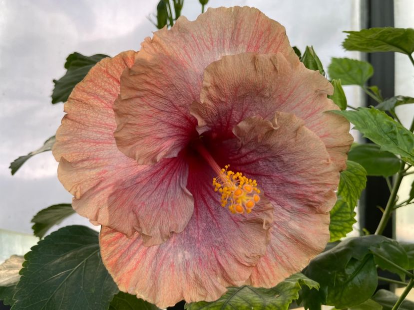  - 0006 - Hibiscusi 2025 - 3