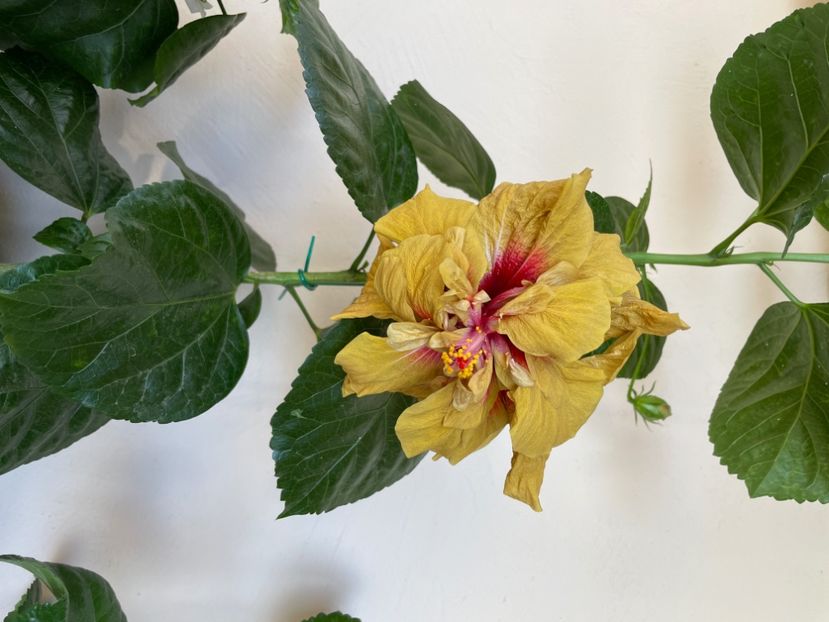  - 0006 - Hibiscusi 2025 - 3