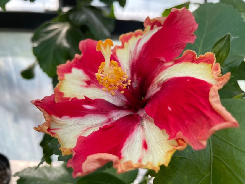  - 0006 - Hibiscusi 2025 - 3