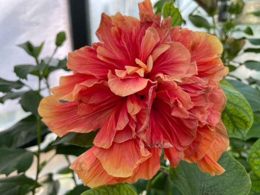  - 0006 - Hibiscusi 2025 - 3