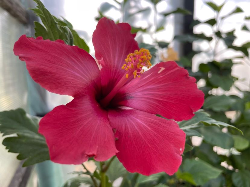  - 0006 - Hibiscusi 2025 - 3