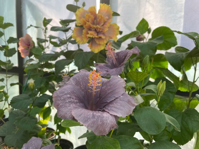  - 0006 - Hibiscusi 2025 - 3