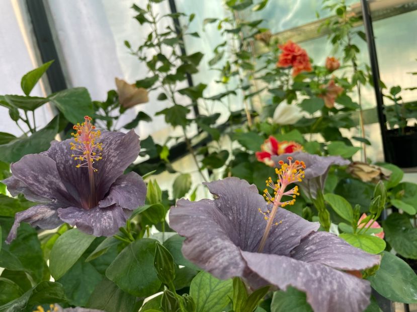  - 0006 - Hibiscusi 2025 - 3