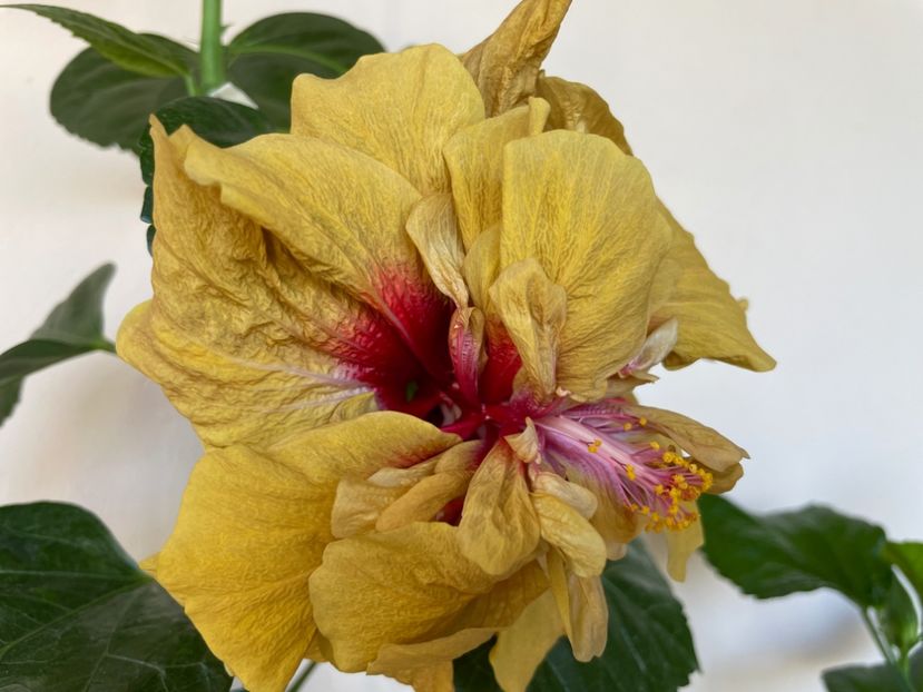  - 0006 - Hibiscusi 2025 - 3