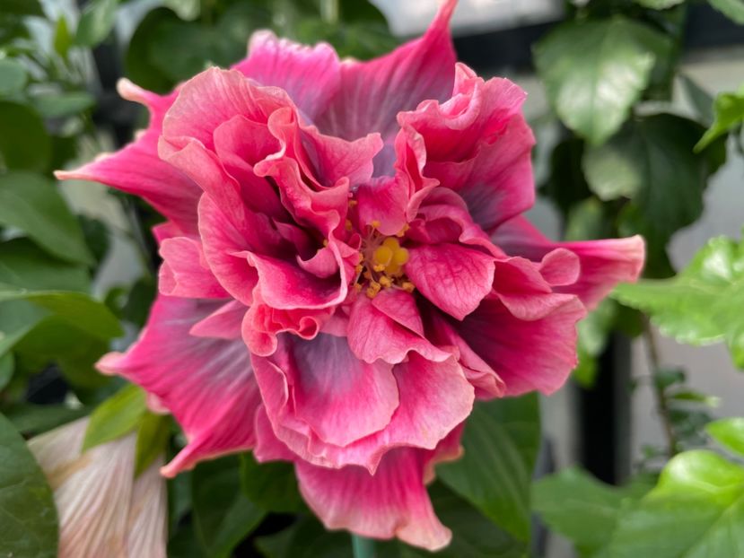  - 0006 - Hibiscusi 2025 - 3