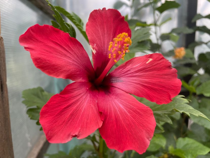  - 0006 - Hibiscusi 2025 - 3