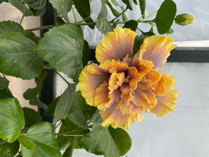  - 0006 - Hibiscusi 2025 - 3