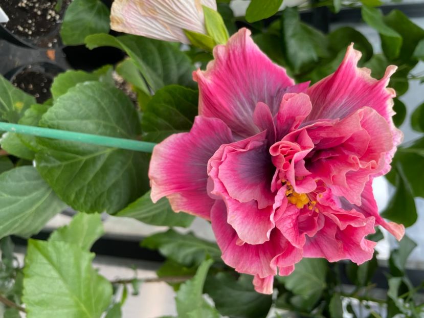  - 0006 - Hibiscusi 2025 - 3