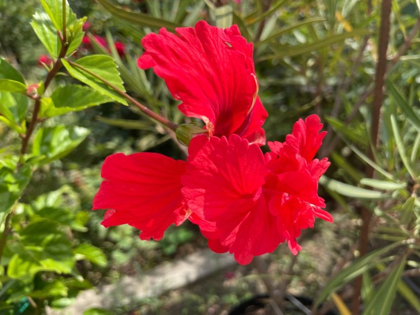  - 0006 - Hibiscusi 2025 - 3