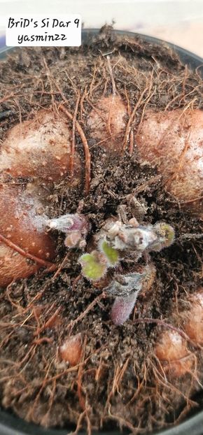 21.09.2025 - Sinningia BriDs Si Dar 9