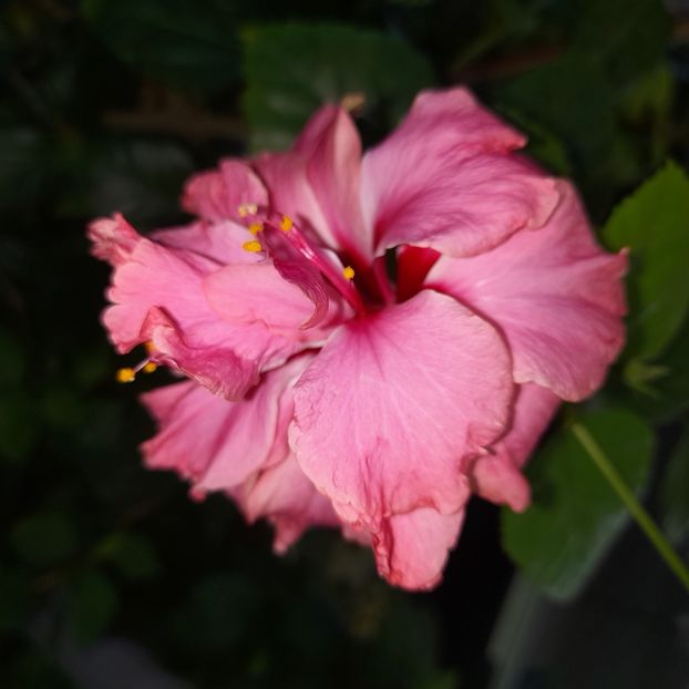 21.09.2025 - HIBISCUSI 2025-5