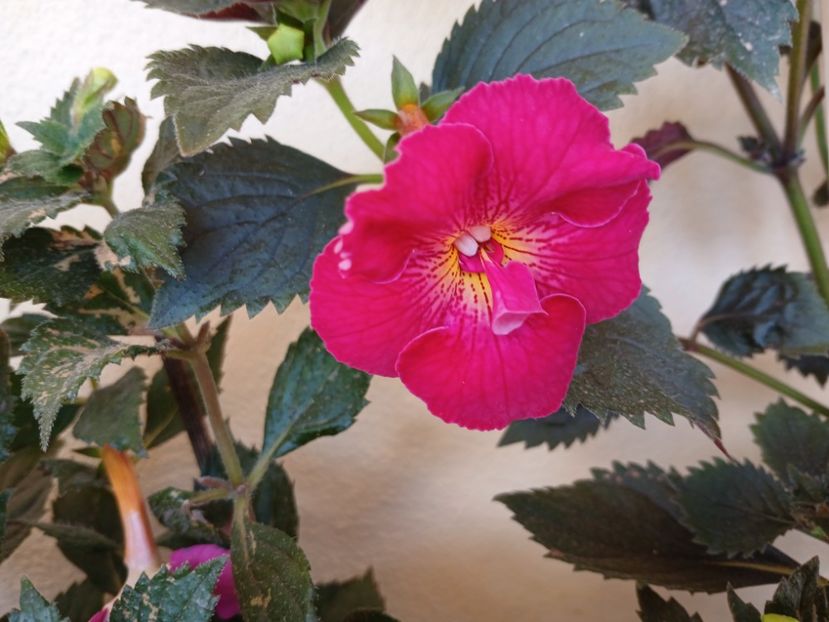  - Rfs Silvia Marinovici