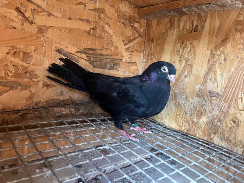 1862/25 - 8-lot zbor 2025