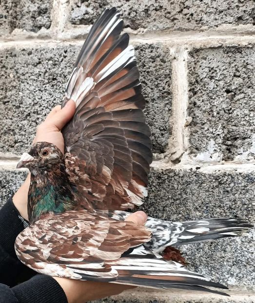  - Nu îmi aparțin 10