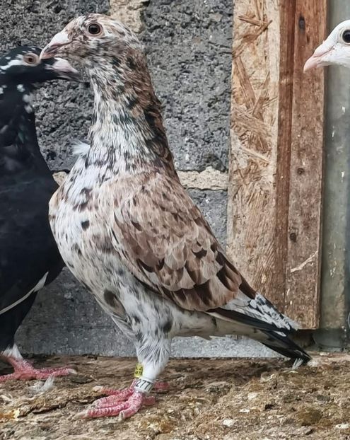  - Nu îmi aparțin 10