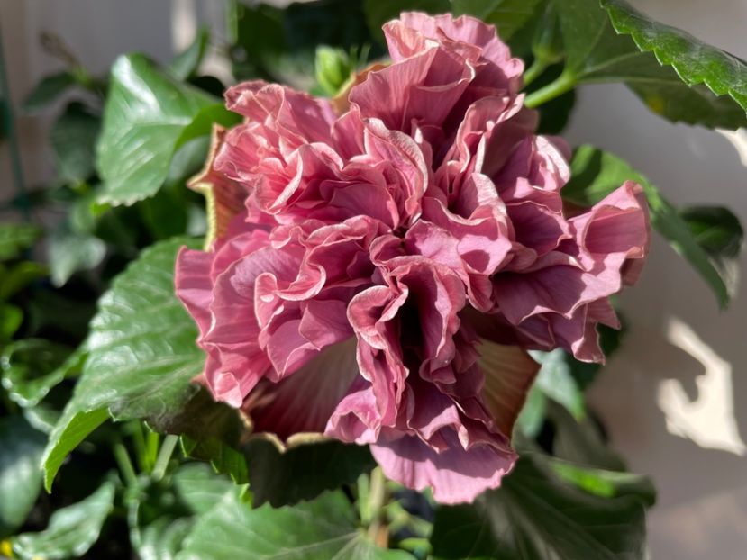  - 0006 - Hibiscusi 2025 - 3