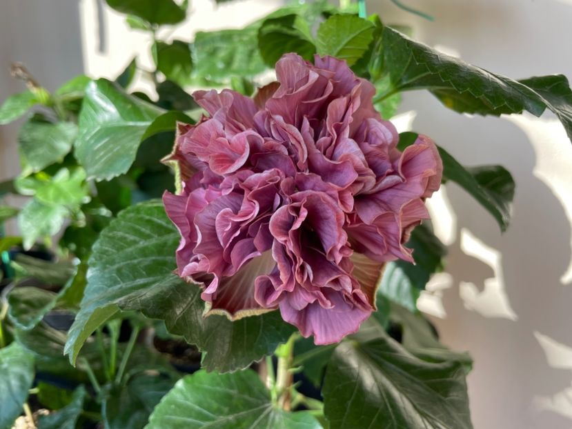  - 0006 - Hibiscusi 2025 - 3