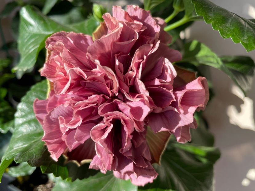  - 0006 - Hibiscusi 2025 - 3