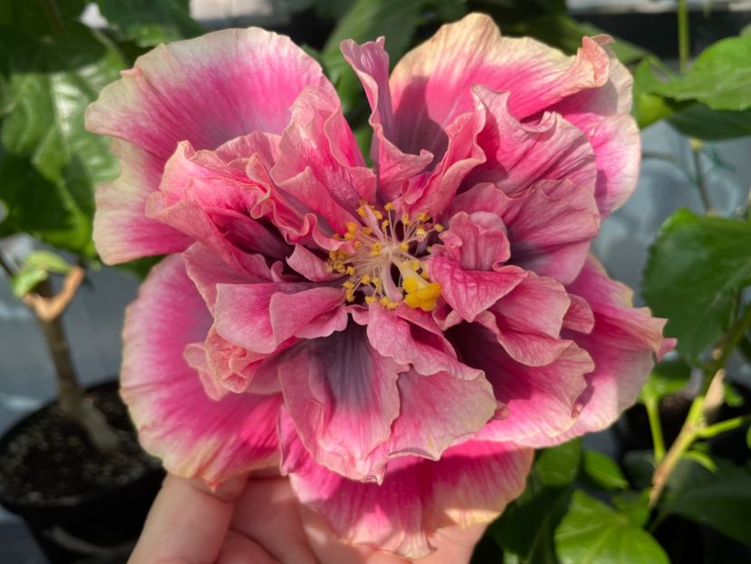  - 0006 - Hibiscusi 2025 - 3