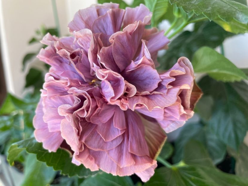  - 0006 - Hibiscusi 2025 - 3