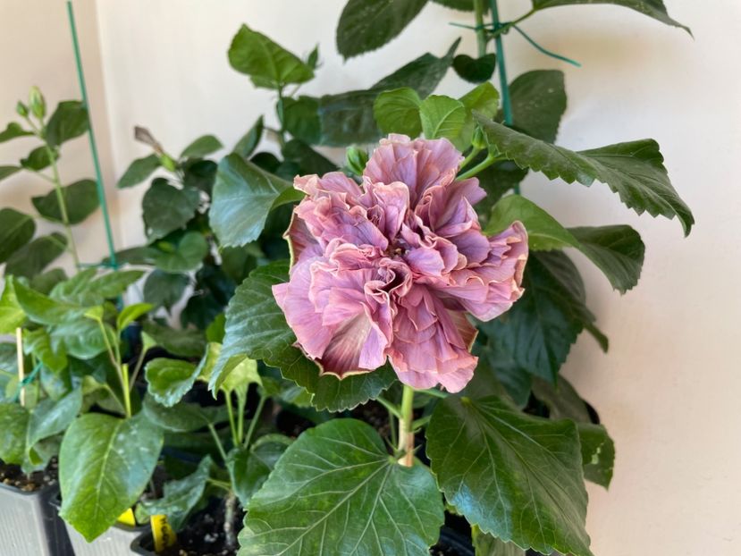  - 0006 - Hibiscusi 2025 - 3