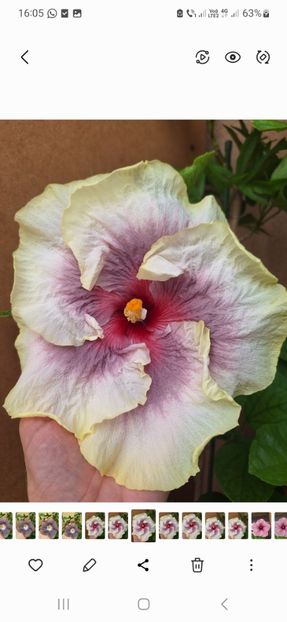 Tah. Prince  - 35 lei - disponibil lastari neinradacinati de hibiscus