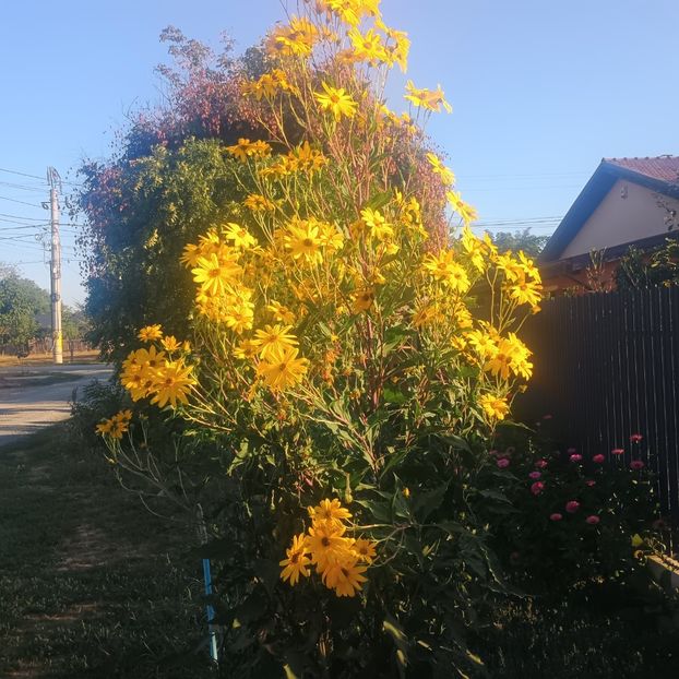  - Gradina flori 2025