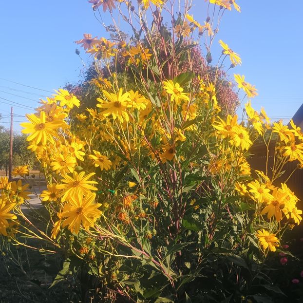  - Gradina flori 2025