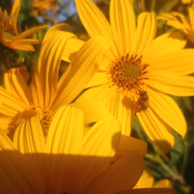  - Gradina flori 2025