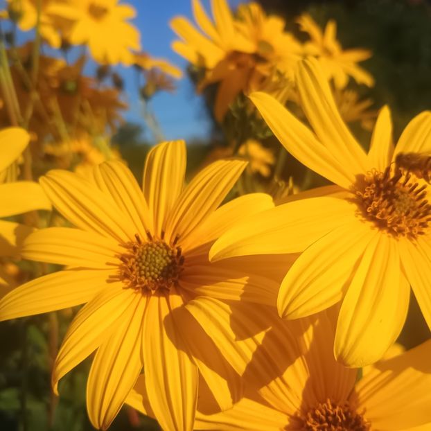  - Gradina flori 2025