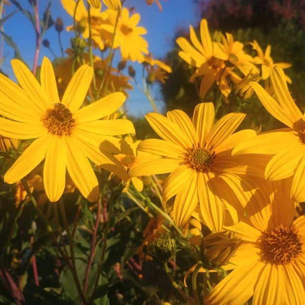  - Gradina flori 2025