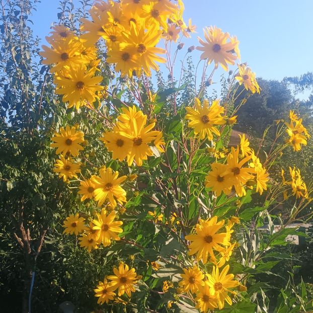  - Gradina flori 2025