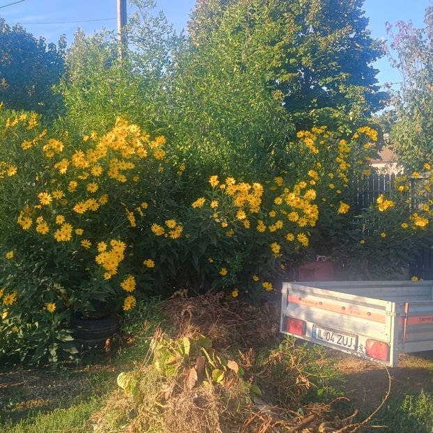  - Gradina flori 2025