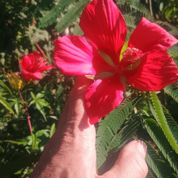  - Gradina flori 2025