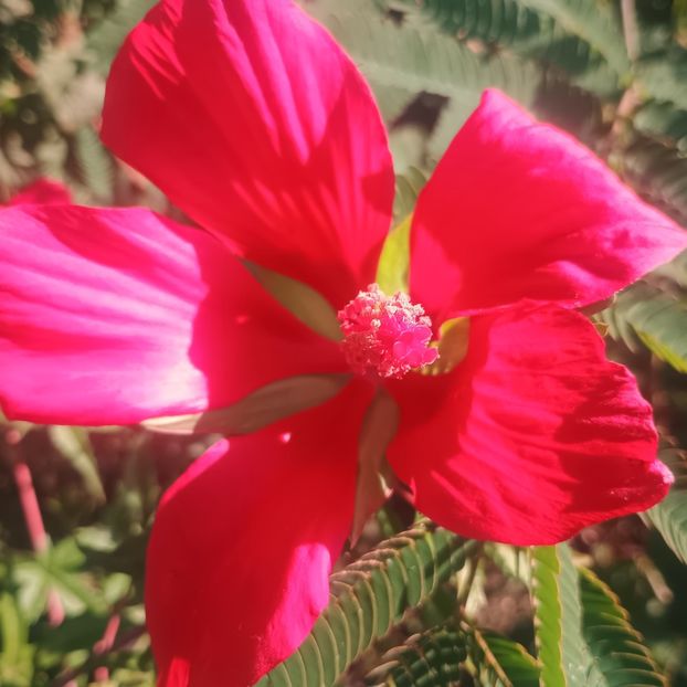  - Gradina flori 2025