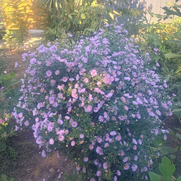  - Gradina flori 2025